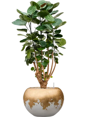 Aralia (Polyscias) 'Fabian' in Baq Luxe Lite Glossy Office Plant With Pot 104cm Height 25cm Dia