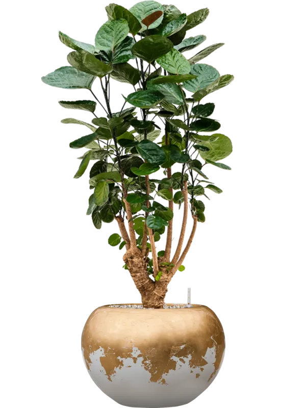 Aralia (Polyscias) 'Fabian' in Baq Luxe Lite Glossy Office Plant With Pot 104cm Height 25cm Dia