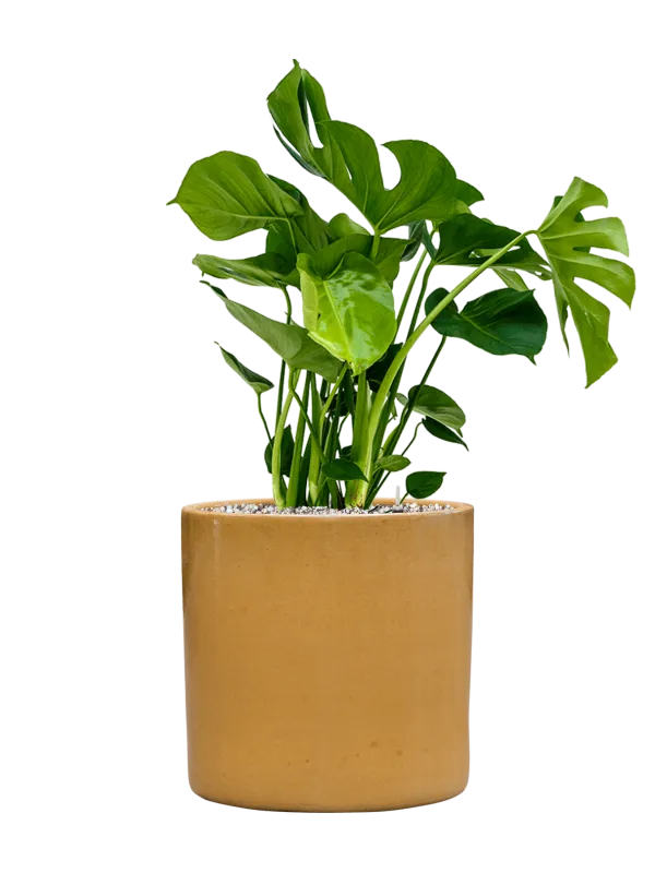 Monstera deliciosa in Cylinder Office Plant With Pot 79cm Height 26cm Dia