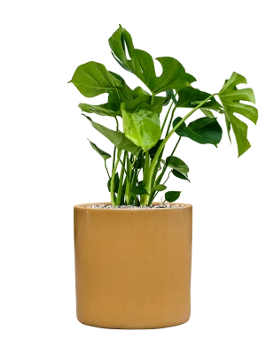 Monstera deliciosa in Cylinder Office Plant With Pot 79cm Height 26cm Dia