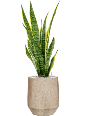 Sansevieria trifasciata 'Laurentii' in Mineral Office Plant With Pot 94cm Height 20cm Dia