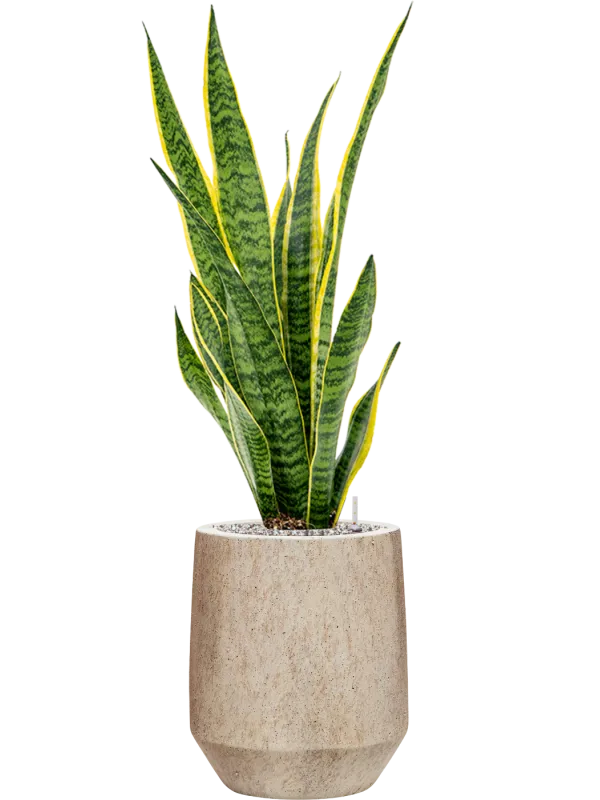 Sansevieria trifasciata 'Laurentii' in Mineral Office Plant With Pot 94cm Height 20cm Dia