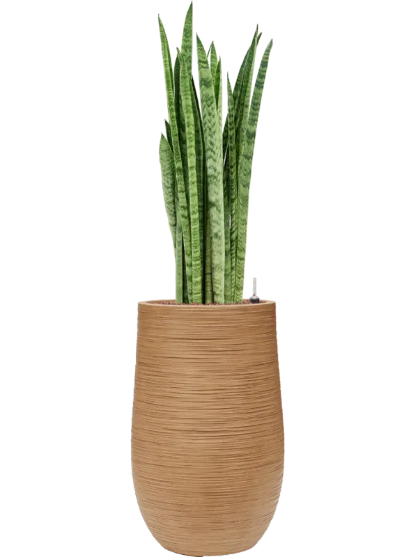 Sansevieria zeylanica 'Narrow' in Baq Dune Office Plant With Pot 123cm Height 27cm Dia