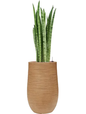 Sansevieria zeylanica 'Narrow' in Baq Dune Office Plant With Pot 123cm Height 27cm Dia